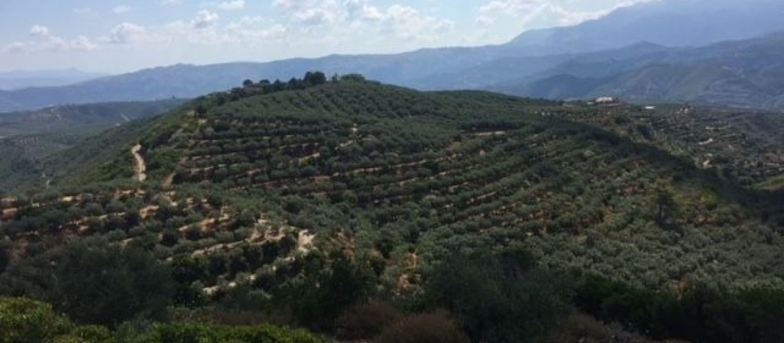 Πωλήσεις αγροτεμαχίων στην περιοχή Χανίων Land Plot for sale XANIA Αγροτεμάχιο με ελιές στην περιοχή Ακρωτήρι ΧΑΝΙΑ εικόνα ακινήτου