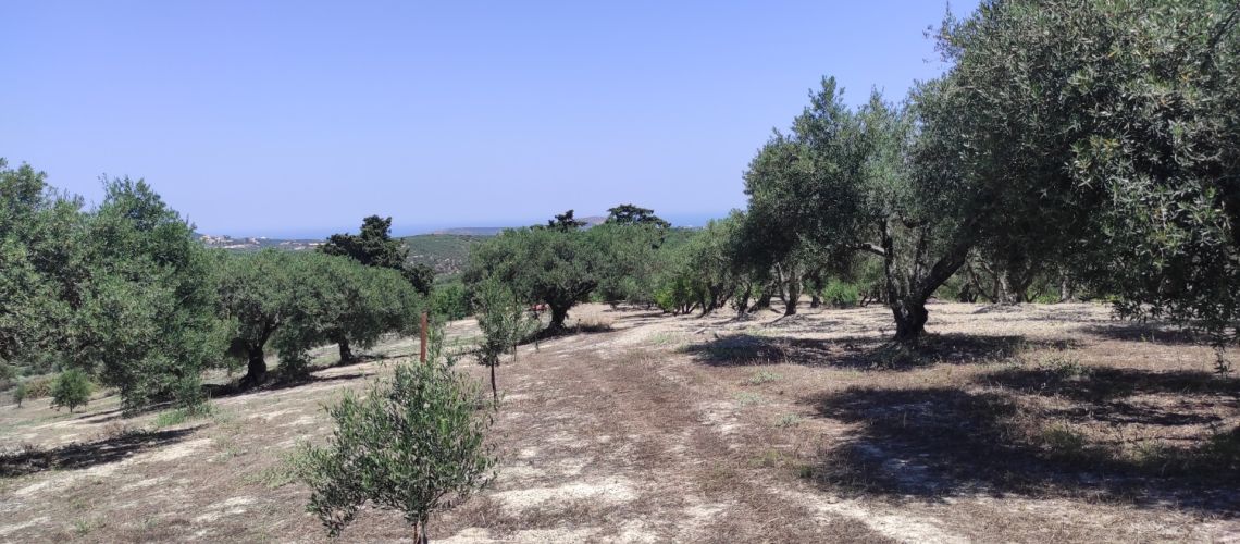 Πωλείται Οικόπεδο 4014τ.μ Κουνάβοι Ηράκλειο εικόνα ακινήτου