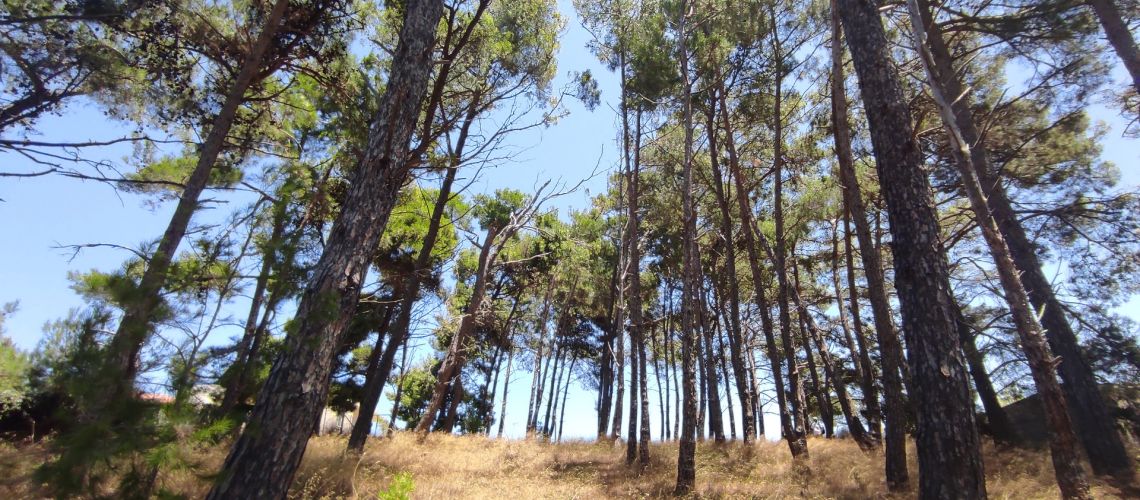 Μυρτιά οικόπεδο για μονοκατοικία Find homes for sale in Mirtia Ακίνητα, Πώληση, Ευρύτερη περιοχή Ηρακλείου εικόνα ακινήτου