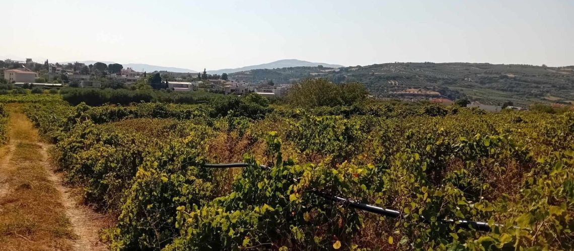 Ιδανικό οικόπεδο στην περιοχή Βενεράτο, για όλες τις χρήσεις Ideal plot in the Venerato area, for all uses εικόνα ακινήτου