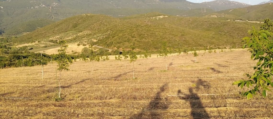 Αγροτεμάχιο παραγωγικό Λιβαδειά με καρυδιές και θέα Παρνασσό εικόνα ακινήτου
