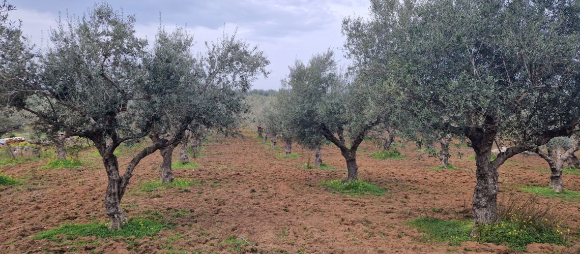 Επένδυση στη Μεσσηνιακή Γη πωλείται αγροτεμάχιο με ελιές Investment in Messinian Land, plot of land with olive trees for sale εικόνα ακινήτου
