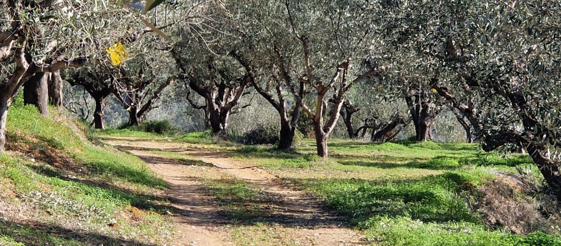 Πωλείται μεγάλη έκταση με παραγωγικές βιολογικές ελιές Αβραμιό Μεσσηνίας Large area for sale with productive organic olive trees, Avramio, Messinia εικόνα ακινήτου