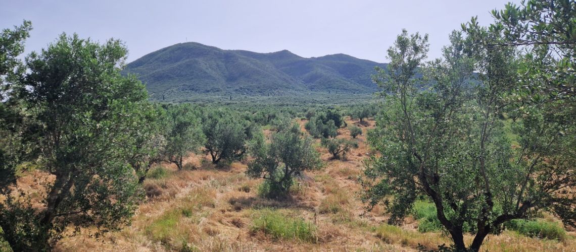 Ελαιοπαραγωγική γη προς πώληση 300 Ελιές, Πύλος Μεσσηνίας Olive production land for sale 300 Olives, Pylos Messinia εικόνα ακινήτου
