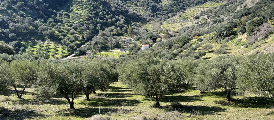 Επενδυτική ευκαιρία αγροτεμάχιο 58 στρέμματα με ελαιόδεντρα και θέα στον Σάρχο Μαλεβυζίου Κρήτης Investment opportunity, 58 acres of land with olive trees and views of Sarchos, Malevizio, Crete εικόνα ακινήτου