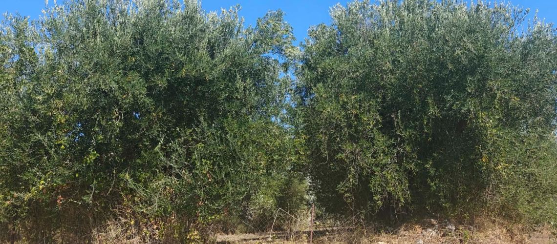εικόνα ακινήτου